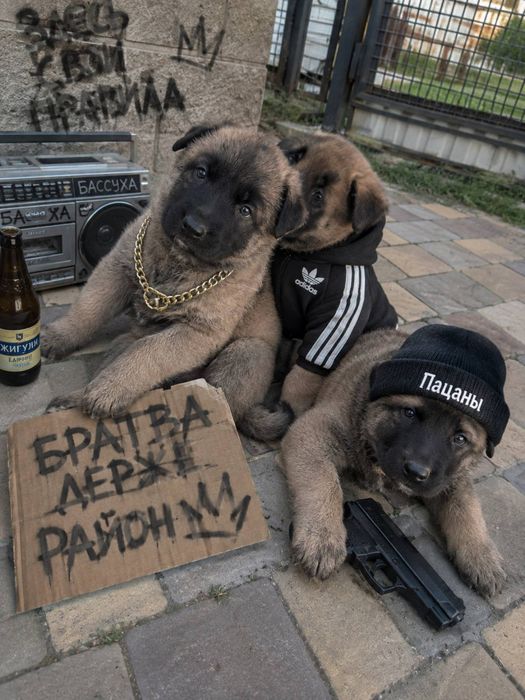 Цуценята вівчарки .