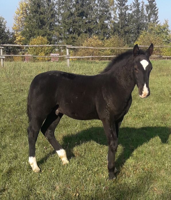 Ogier śląski Jurand możliwa zamiana