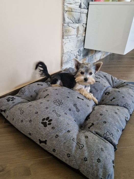 Yorkshire Terrier Malutki Piesek szuka kochającej rodzinki :-)
