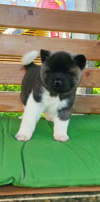 . Американська акіта