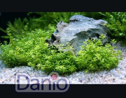 Продам акваріумні рослини мікрантемум,апоногетон
