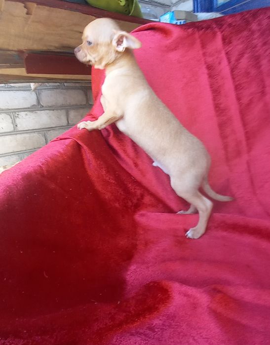 Мальчишечка чихуахуа для Вас