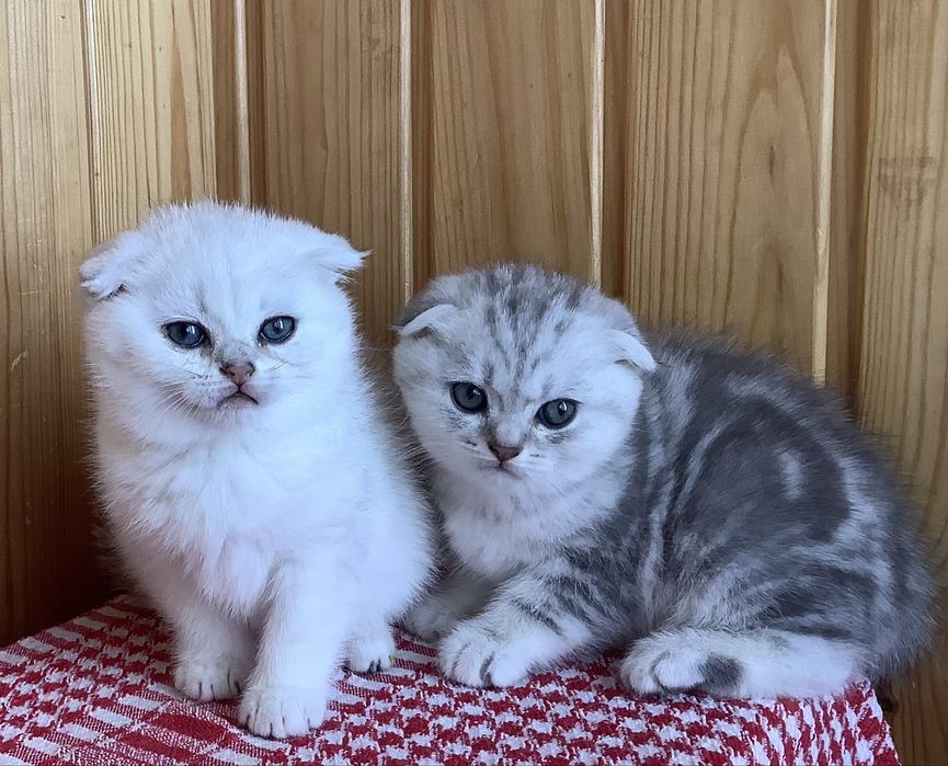 Гарненькі висловухі котята