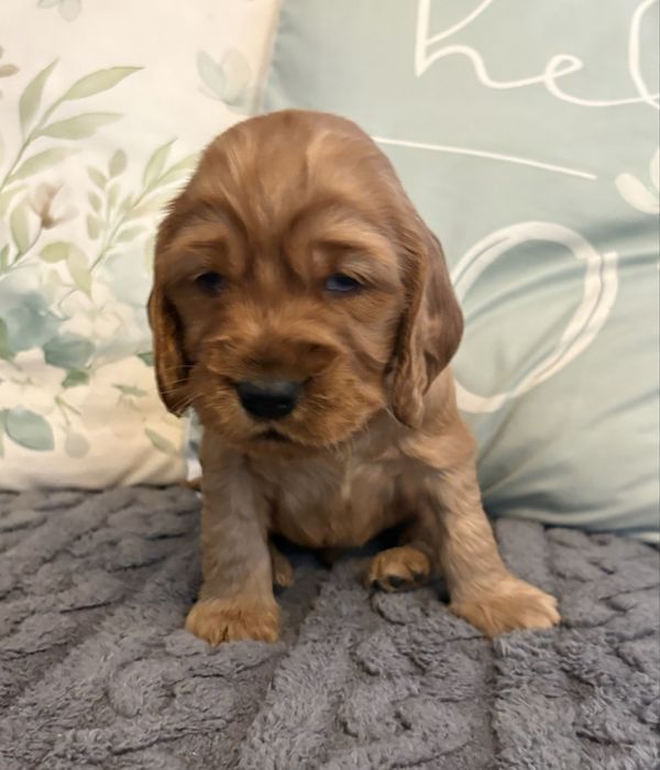 Cocker spaniel - piesek