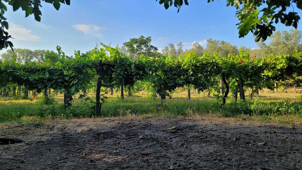 Arrenda-se terreno agrícola com armazém