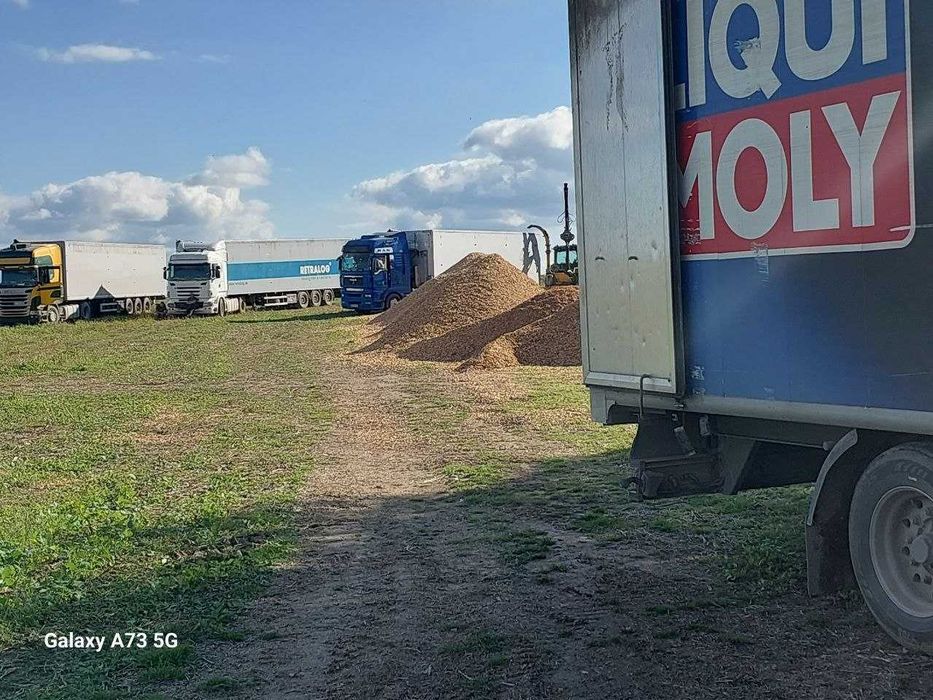 Щепа суха  хвоя ( сухостій)