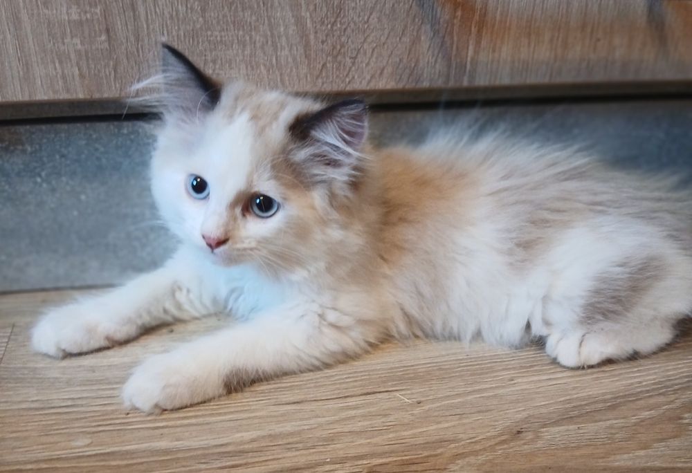 Котята Регдолл шукають родину