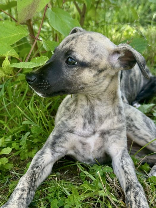 Whippet suczka - Brightcoffe ZKwP/FCI