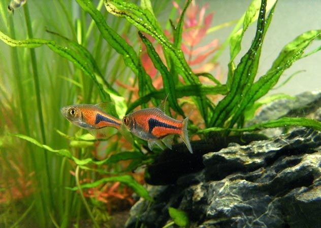 Razbora espei trigonostigma