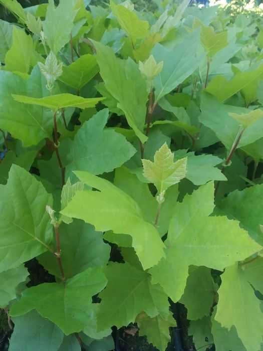 Платан.Саджанці у контейнерах