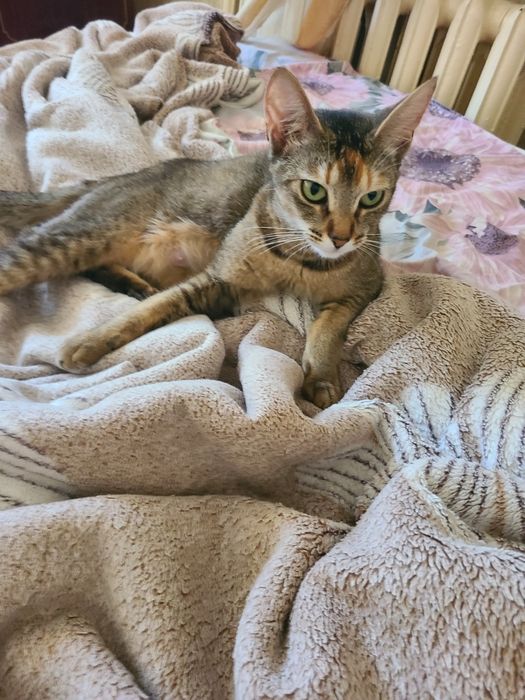 Кошка Абиссинская