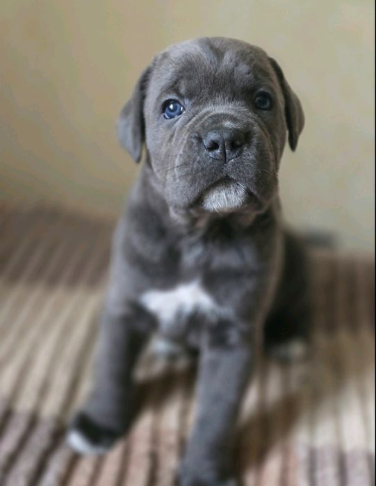 Девочка Кане Корсо!