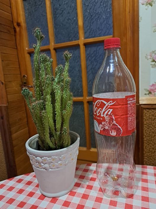 Продам разные кактусы