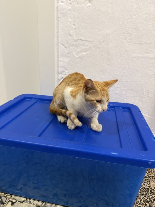 Gatos para adoção responsável