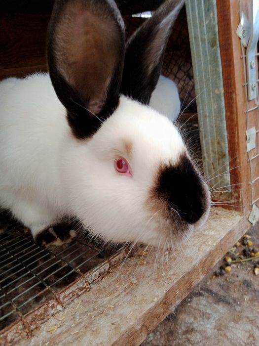 Кролики каліфорнійські(самиці, самці,пари, кроленята))