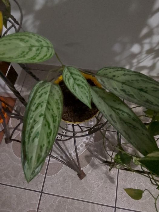 Agloonema      kwiatek