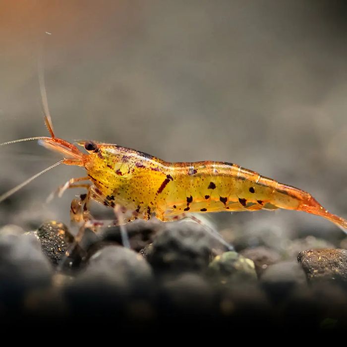Caridina tangerine tiger