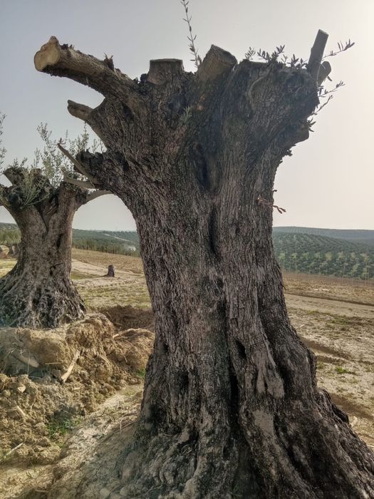 Oliveiras desde 200