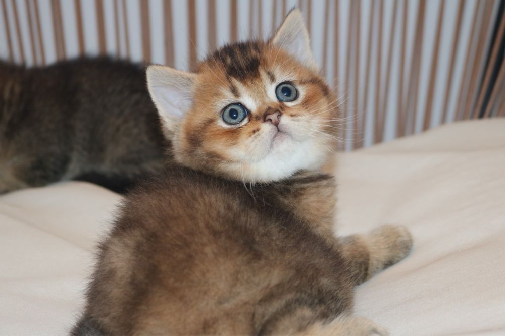 gatinho scottish straight golden