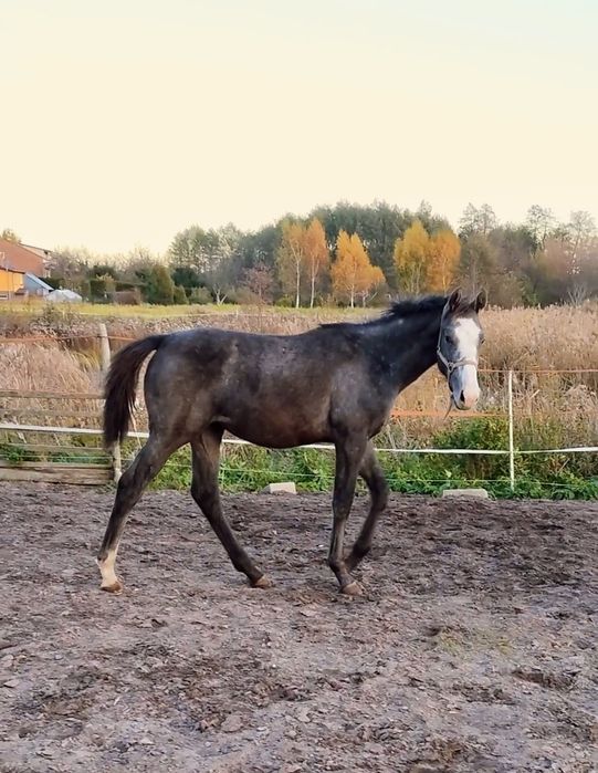 Klaczka Zangersheide po R-Champagne KZ