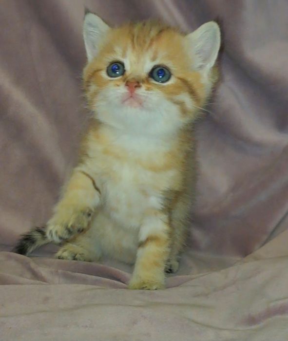 Золотий шотландський котик