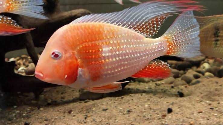 Южноамериканские цихлазомы