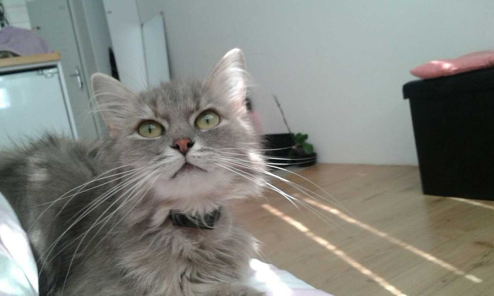 Передержка котика/кошки