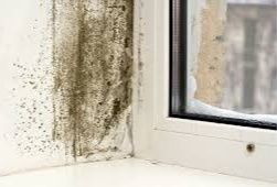 Уничтожение плесени • Генеральная уборка • Убрать запах • Химчистка