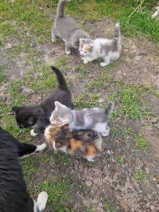 Віддам кошенят.