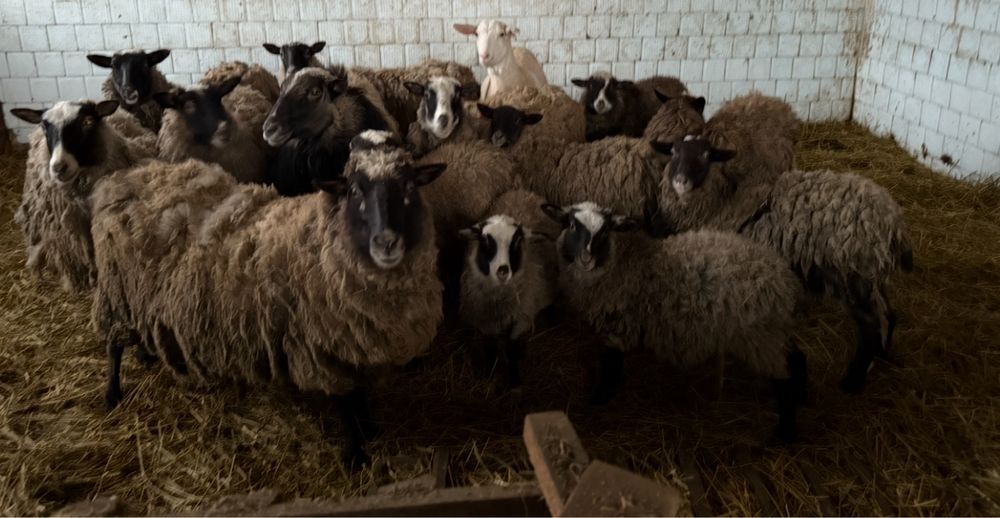 Овечки Романівські