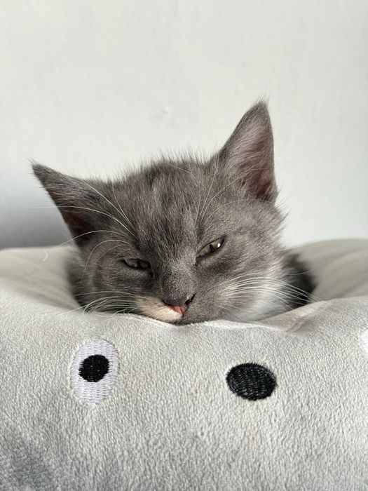 Кошенята (дівчинка і хлопчик)
