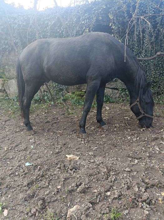 Cobriçoes disponíveis