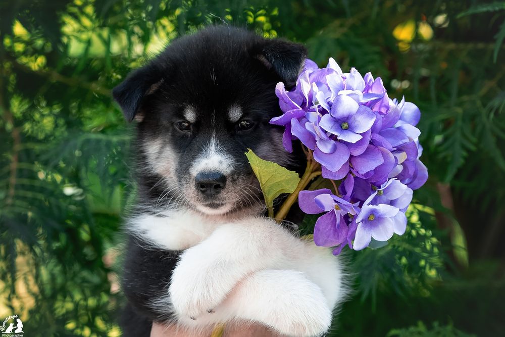 хаски,  агути, мальчик