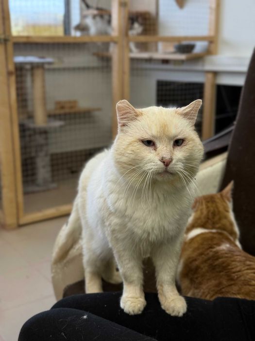 Zyzio - charakterny, koci indywidualista do adopcji!