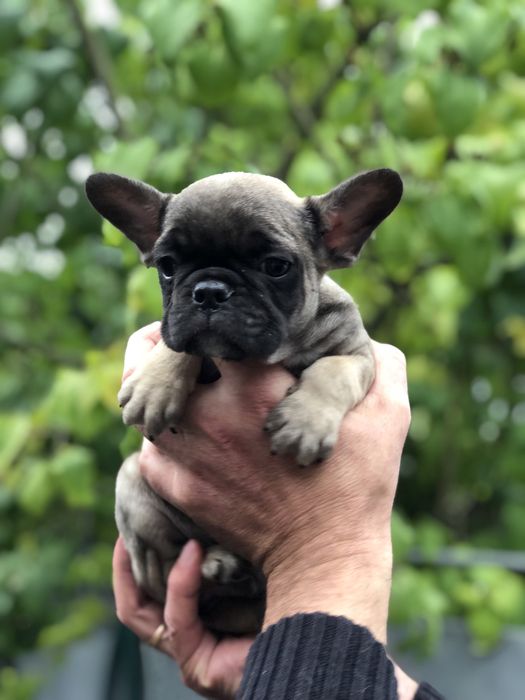 Французький бульдог