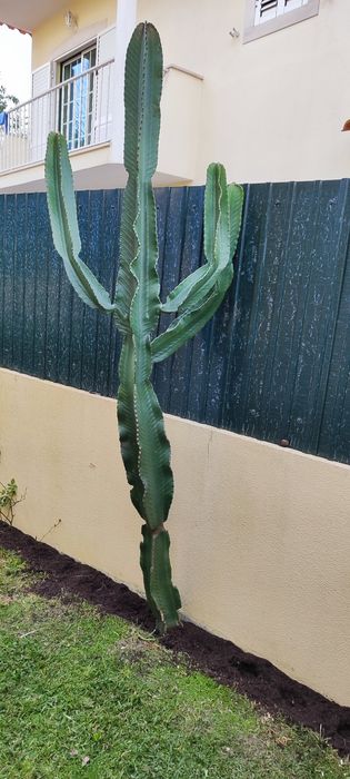 Catos vários tamanhos