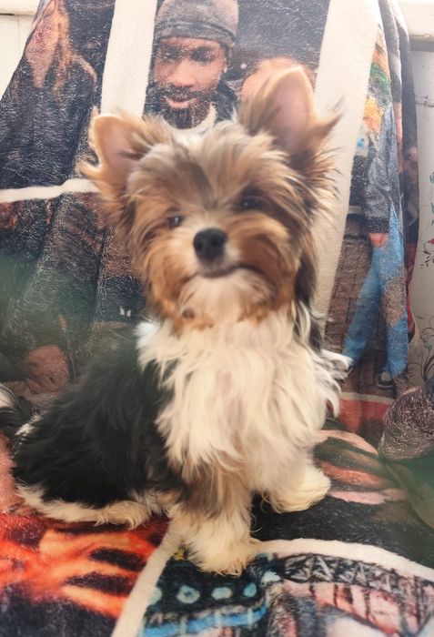 Хлопчик Бівер Йорк гарнесенький.