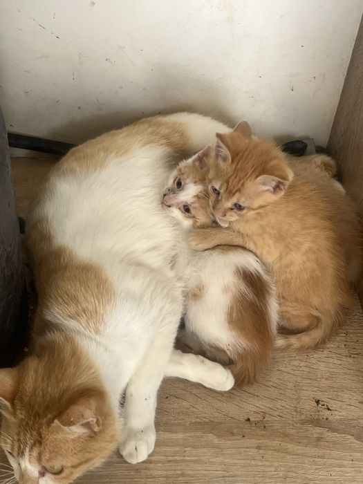 Gatinhos Disponiveis 2 machos e 1 femea