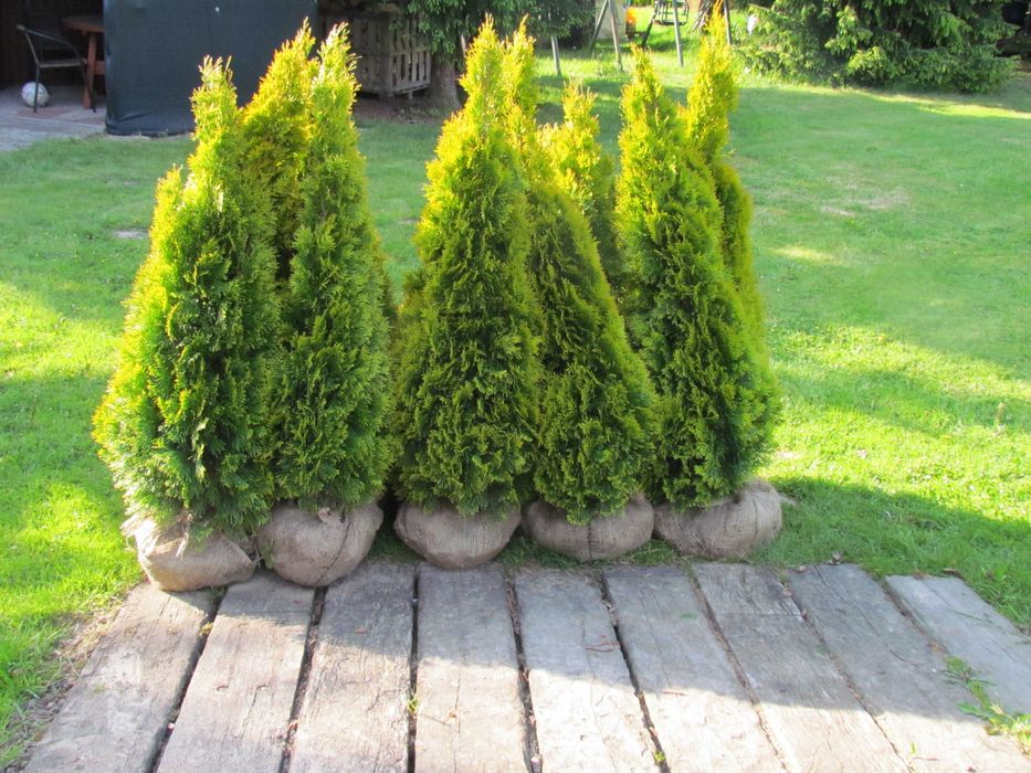 Tuja Szmaragd Gold , Janed Gold 110-150cm    PIĘKNE , Duży wybór