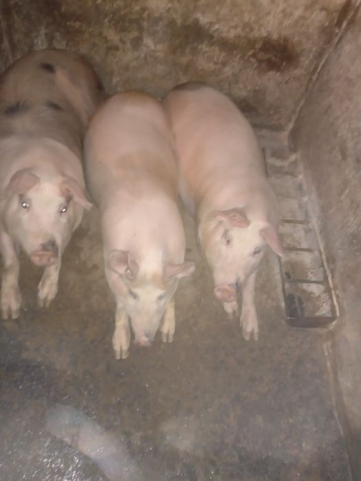 Свині живою вагою.