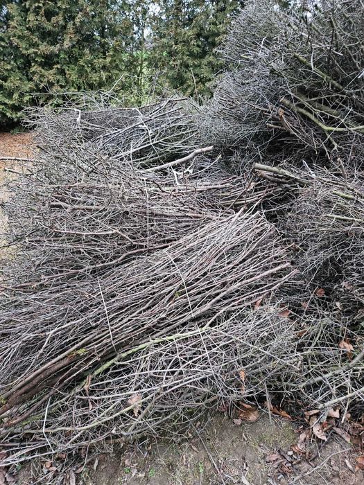 dzika śliwa tarnina tężnia