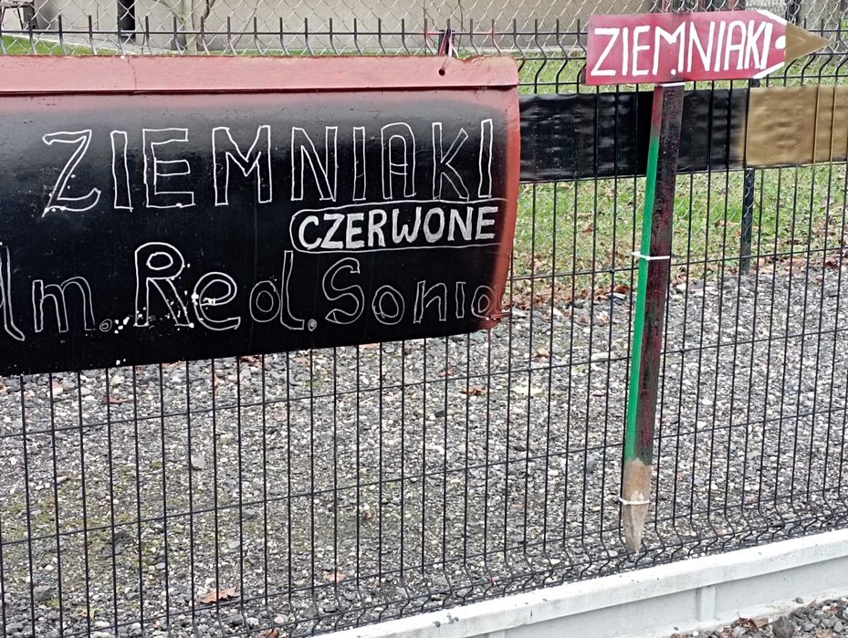 GALA/ RED SONIA + Transport do 25 km w Cenie { PROSTO od rolnika }
Zie