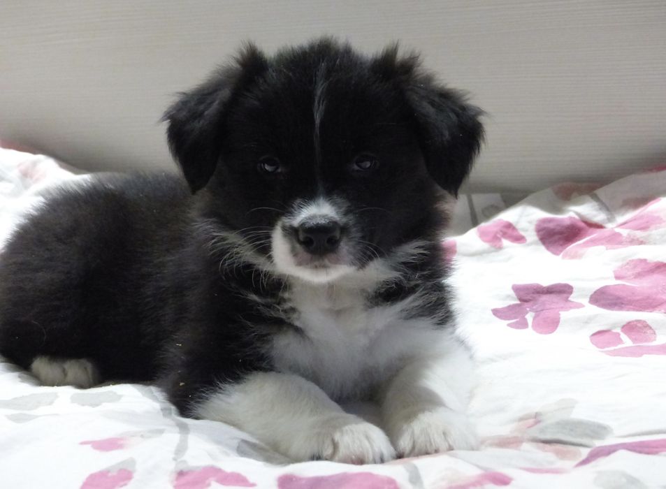 Border Collie ZKwP/FCI - suczka czarno-biała, gotowa do odbioru