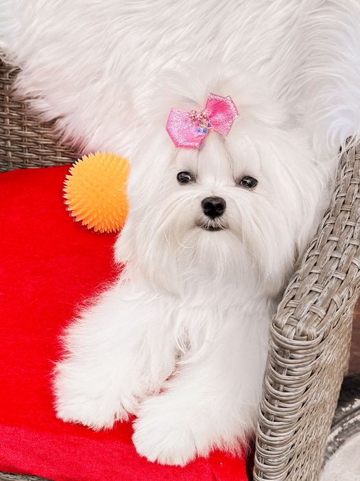 Maltese Мальтезе В питомнике КСУ-FCI