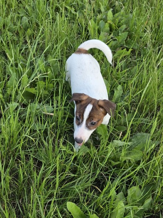 Jack Russell Terrier- suczka