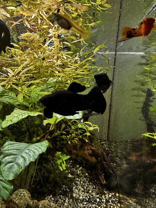 Czarne molinezje po 1 pln lub wymiana