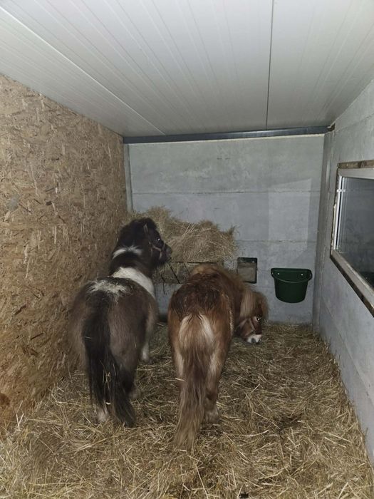 Kucyki  szetlandzkie