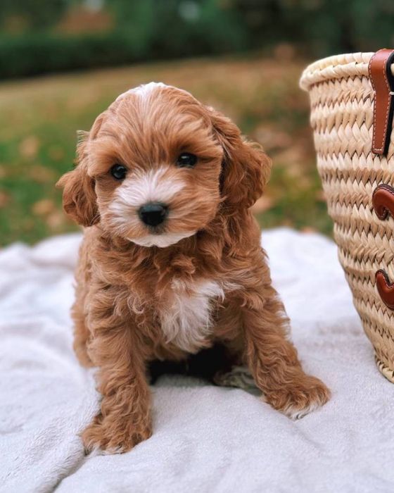 Крохітний малюк Мальтипу F1 VIP