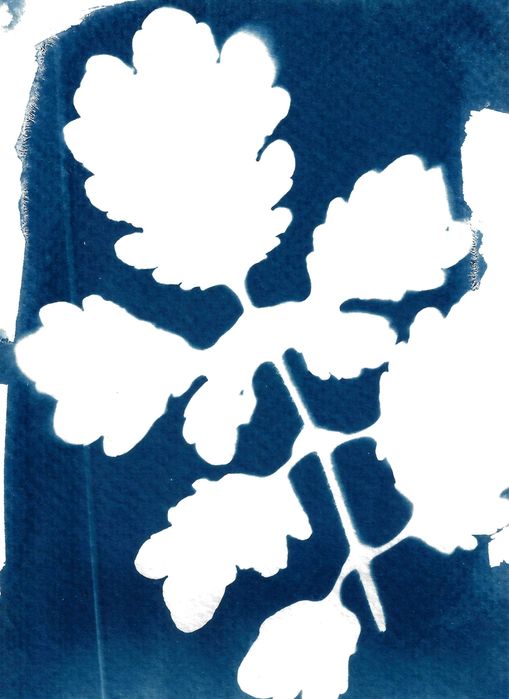 Original Cyanotype – Unique Monotype – Flowers and Plants, NEW