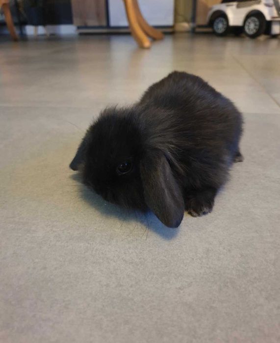 Królik Baranek Mini Lop